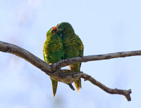 Scaley-breasted Lorikeets